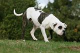 BOULEDOGUE AMERICAIN 275